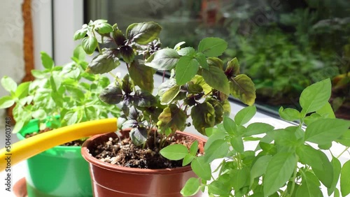 Watering basil plant in pots with watering can on the balcony on a sunny day. Growing aromatic herbs at home