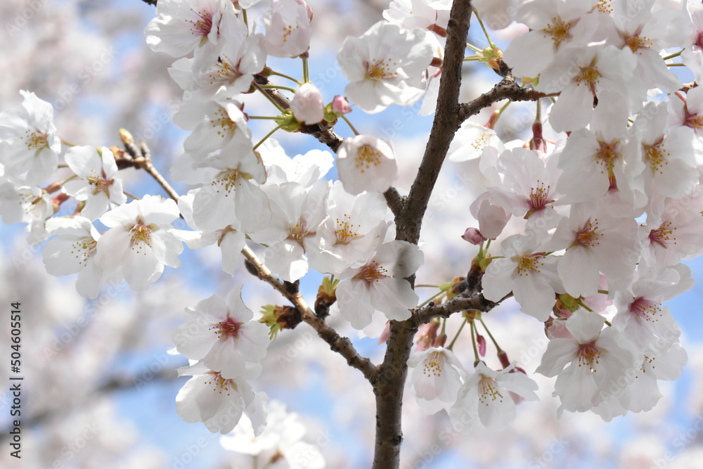 桜の花 桜の花