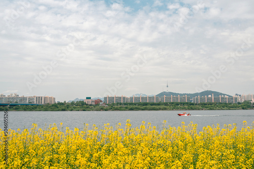 Yellow rape flower field and city view at Banpo Han river park Seorae island in Seoul, Korea photo