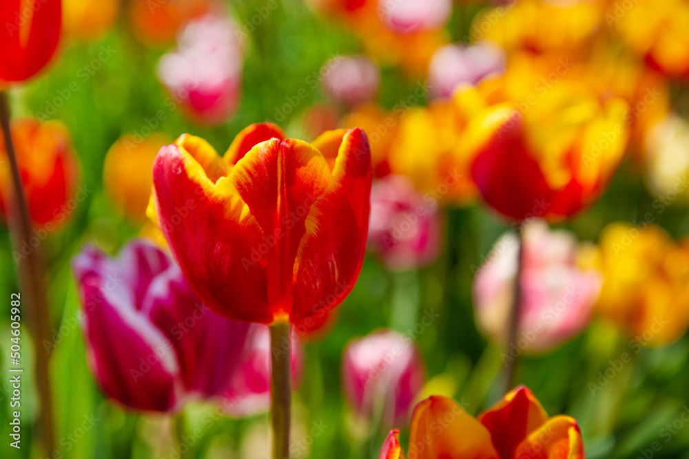 Field of beautiful colorful tulips on a spring day.Beautiful blooming colorful tulips in spring garden. Field of beautiful colorful tulips on a spring day.Beautiful blooming colorful tulips in spring garden.