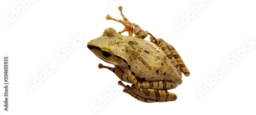 Borneo eared frog, Polypedates otilophus, on a white background. photo