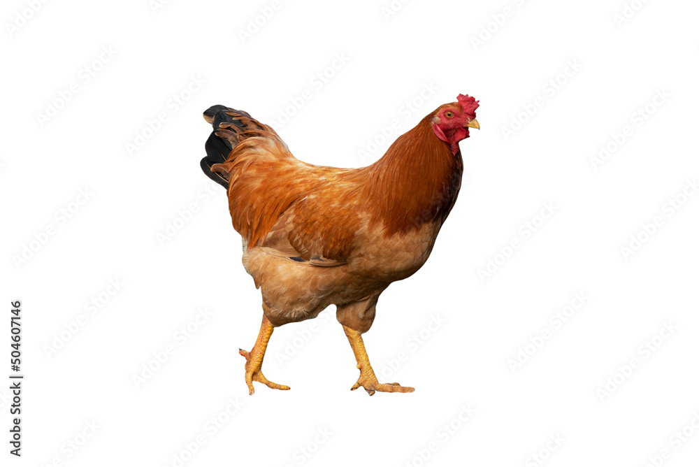 Fototapeta premium Rooster isolated on the white background.