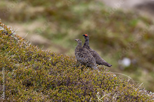 Lagopède alpin (Lagopus mutus) mâle et femelle au printemps. Alpes. France