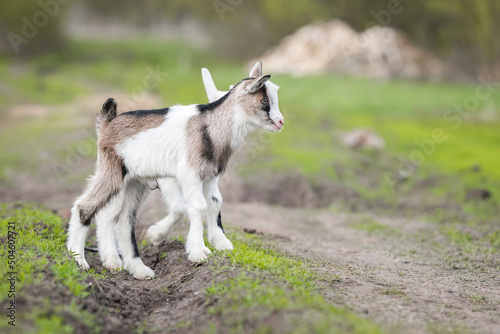 small goat in a field of wheat © alexbush
