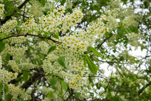 Bird cherry flowers in front of a blue sky. Tree in bloom. Close-up of a flowering tree with white small flowers. photo