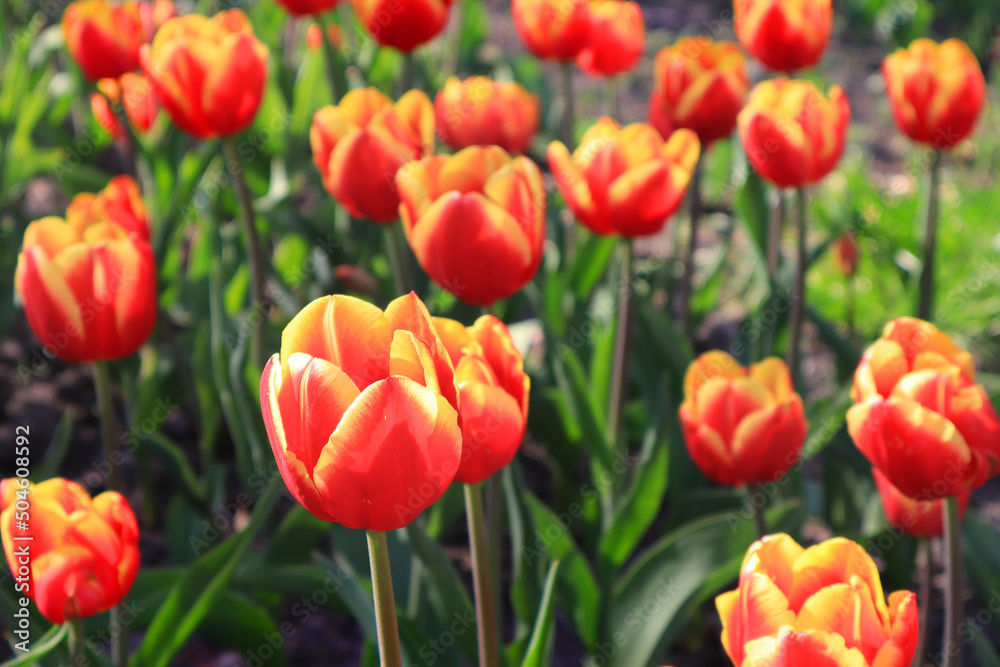 Field with red tulips in sunny day outside