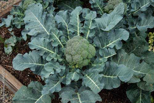Organic broccoli 