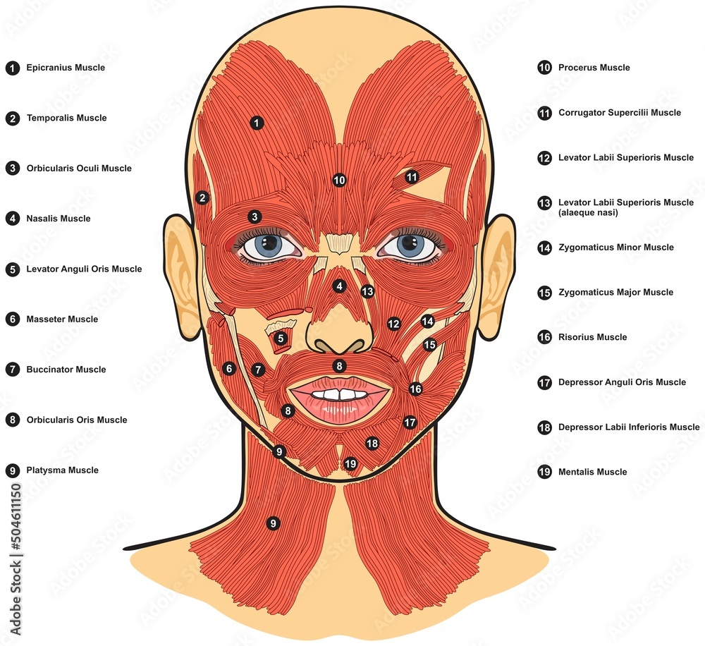 Human face muscles anatomy infographic diagram for medical physiology  science education cartoon vector drawing illustration facial surface  details isolated atlas book 3d parts scheme structure chart Stock Vector |  Adobe Stock