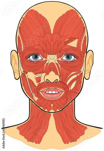 Human face muscles anatomy infographic diagram for medical physiology science education cartoon vector drawing illustration facial surface details isolated atlas book 3d parts scheme structure chart 