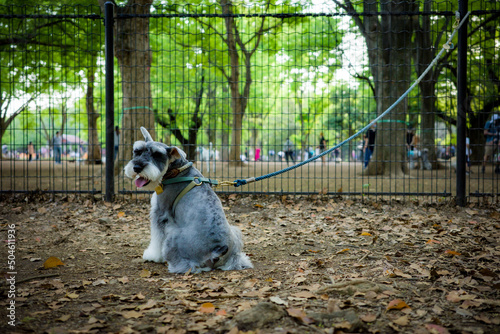犬