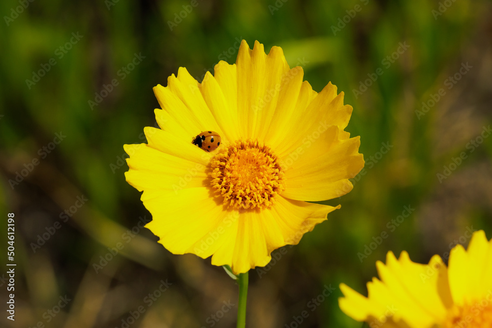 Coreopsis lanceolata and ladybug by the roadside. beautiful yellow flowers. Coreopsis lanceolata and ladybug by the roadside. beautiful yellow flowers.