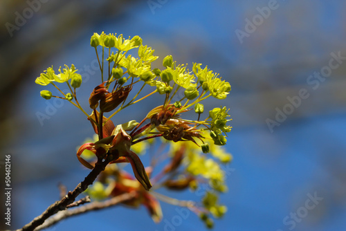 The maple blooming in the botanical garden, close-up with selective focus (Acer platanoides) Spring banner with copy space for text