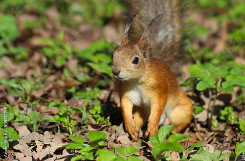 Cute red squirrel with long pointed ears in spring time. Wildlife in spring forest