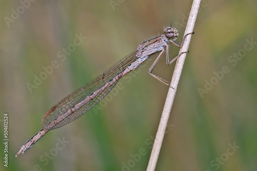 A dragonfly (Coenagrionidae) sits on a dry grass stalk. Transparent wings with a strict pattern are folded along the body. 
