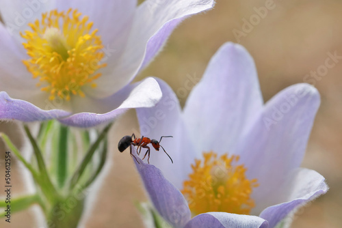Ants sits on a flower Anémone. Pasque-flower Anémone pátens is a one of the first spring forest flowers. 