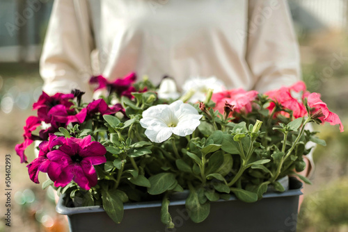 Woman Hands seedling growing. Planting a veggie garden plant vegetable green soil strawberries