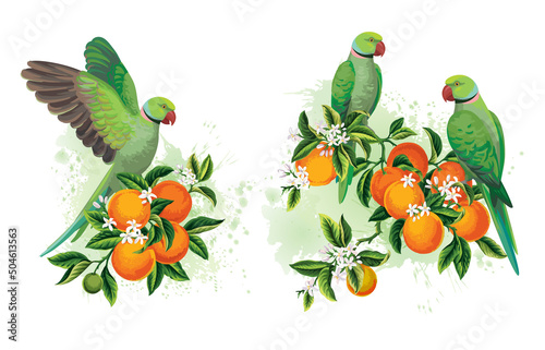 Tropical summer arrangements with parrots and oranges. Vector illustration.