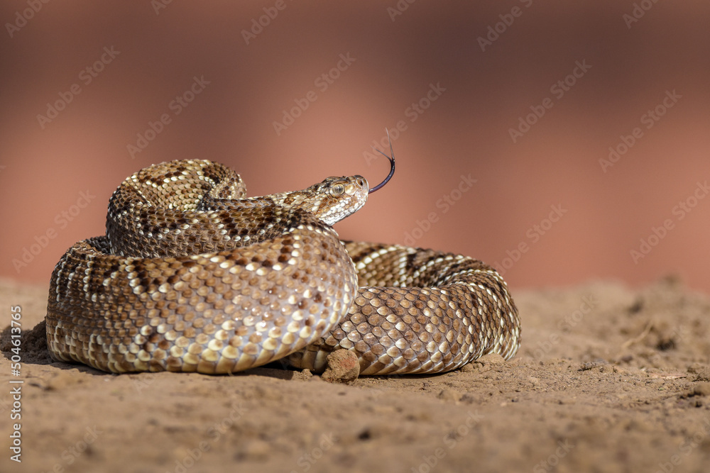 Naklejka premium Closeup of snake in the wild
