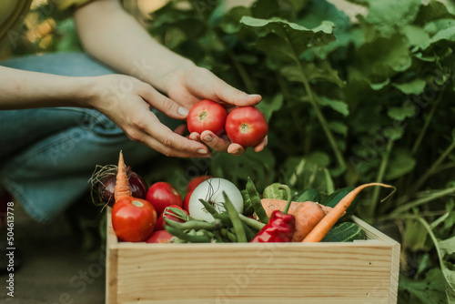 Woman gathering ripe vegetables in the garden. .