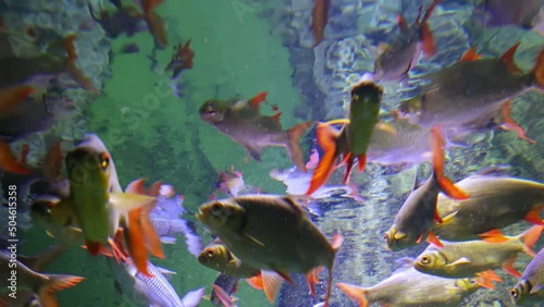 Tinfoil barb swims in an aquarium. Many barbonymus schwanenfeldii. Underwater fauna.