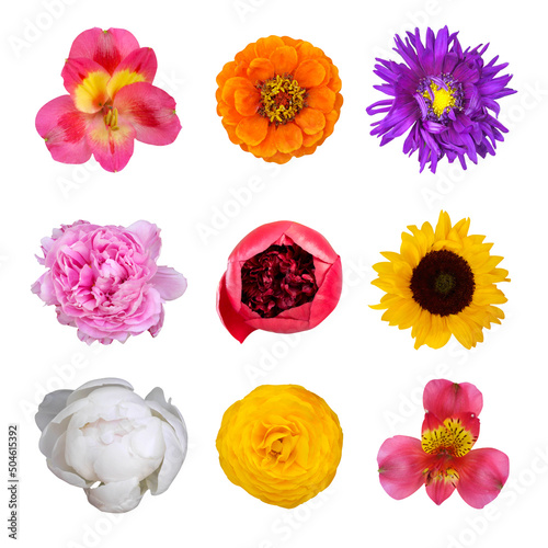 Macro photo flower set on white isolated background.