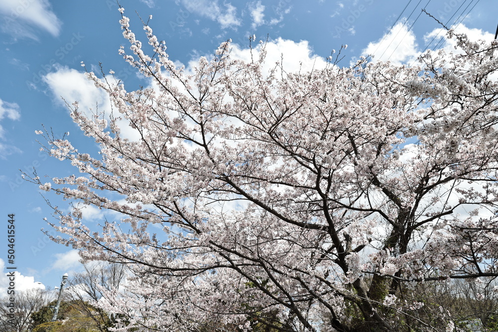 It's cherry blossom season It's cherry blossom season