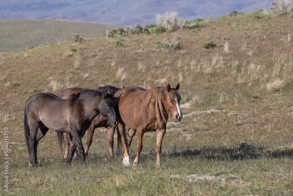 Wild Horses in the Utah Desert in Springtime Wild Horses in the Utah Desert in Springtime
