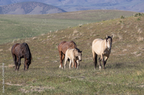 Fototapeta Naklejka Na Ścianę i Meble -  Wild Horses in the Utah Desert in Springtime