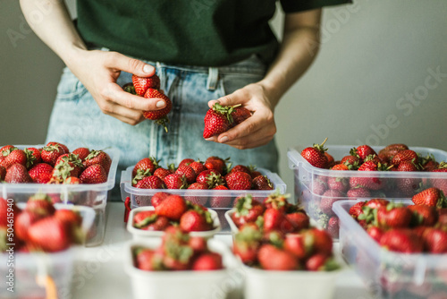 Woman gathering ripe strawberries in the garden. .