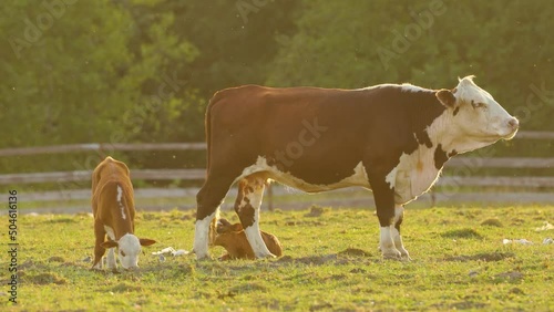 A brown cow with calves grazes on a sun-drenched pasture and eats grass.