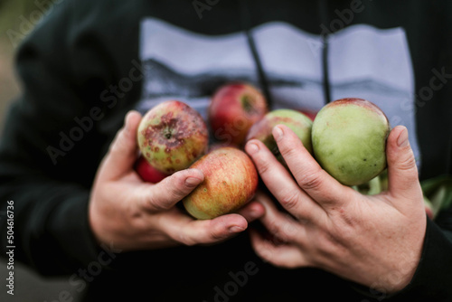 Woman gathering ripe apples in the garden.