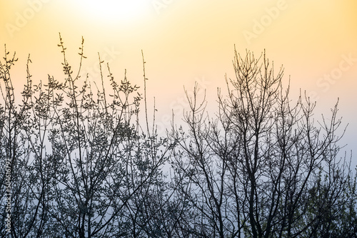 Silhouette of tree at sunset