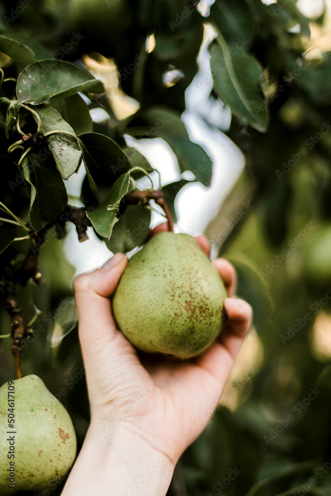 Woman gathering ripe pears in the garden. Woman gathering ripe pears in the garden.