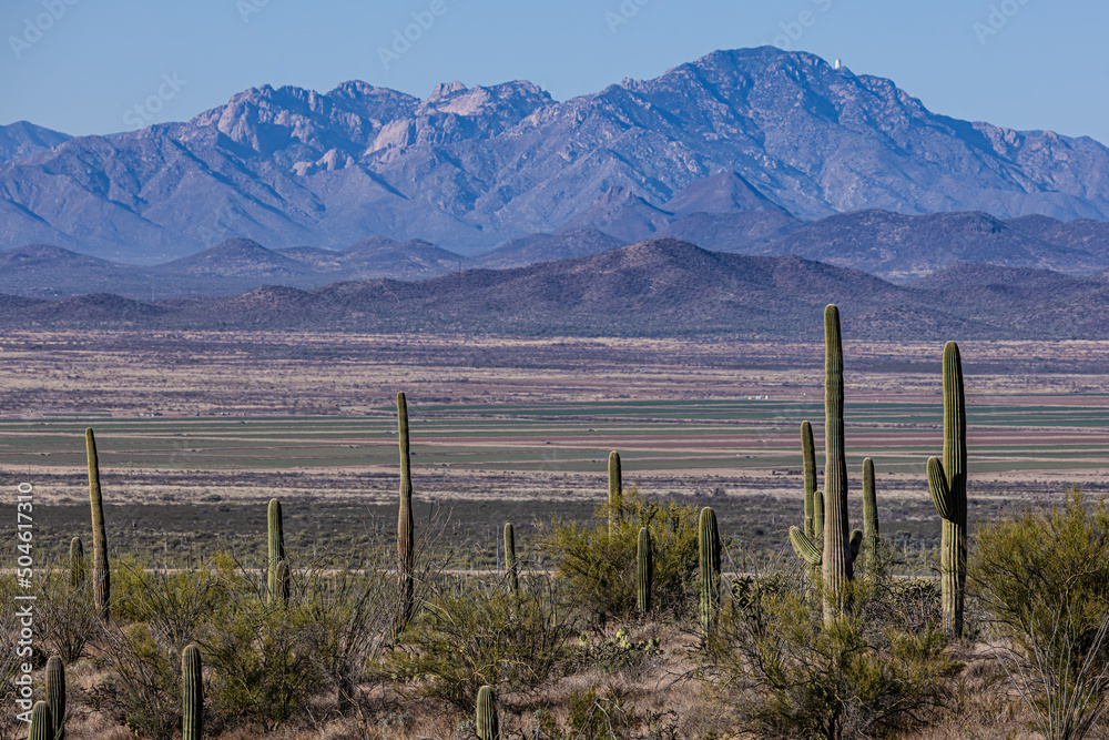 The southern Arizona desert landscape