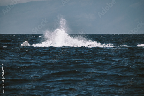 Canvas Print A massive gorgeous humpback whales showing their fin and tail and splashing off