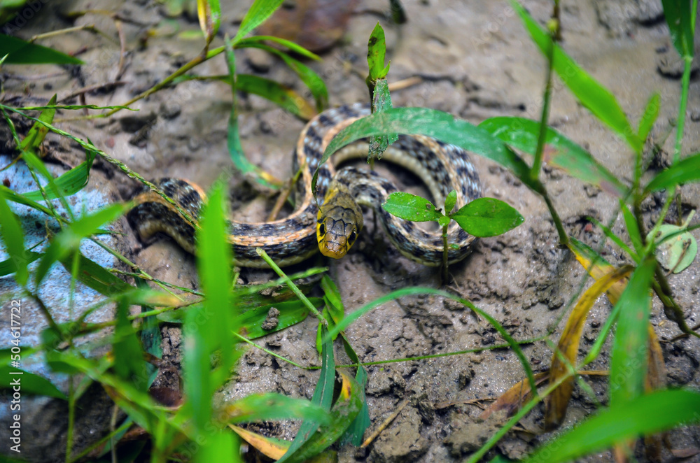 A buff striped keelback snake posed to snap coming out from the hole. Non aggressive or nonvenomous serpent, grass or water snake coming out from the ground. Closeup of a snake head.