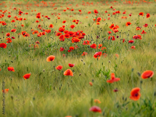 Red poppy flowers on field of rye. Green plants with red buds. Beautiful and fragile flowers at summer.