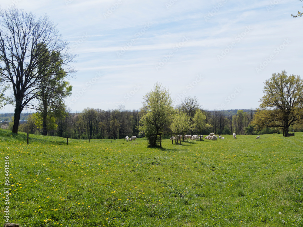 Nature, prairie et pâturage autour du plan d'eau de Michelbach dans le Haut-Rhin en Alsace Nature, prairie et pâturage autour du plan d'eau de Michelbach dans le Haut-Rhin en Alsace