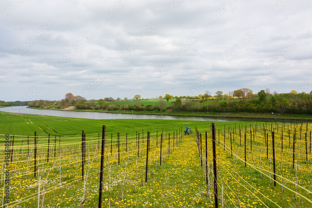 Landschaft am Nord-Ostsee-Kanal mit Weinstöcken auf einer grünen Wiese mit gelben Butterblumen