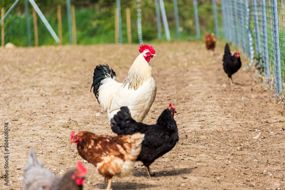 Fototapeta premium Ein prächtiger weißer Hahn mit seinen Hennen in einem Freigehege
