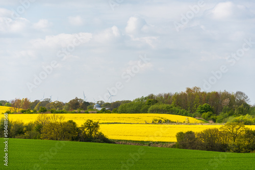 Landschaft am Nord-Ostsee-Kanal mit gelben Rapsfeldern und grünen Getreidefeldern im Frühling