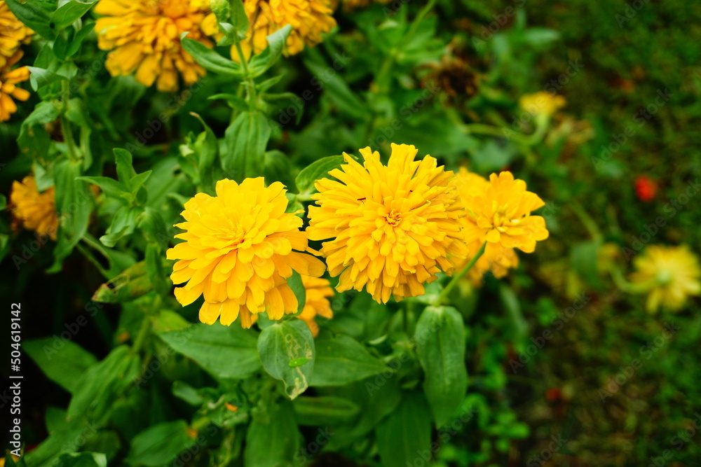 Marigold flowers bloom beautifully in the morning. Marigold flowers bloom beautifully in the morning.