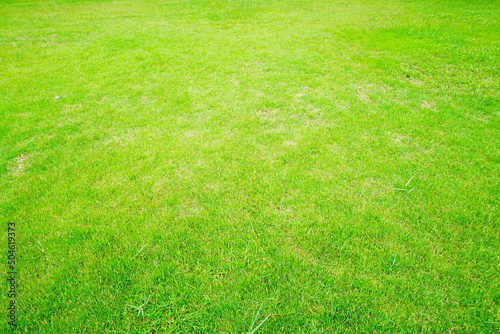 green grass background