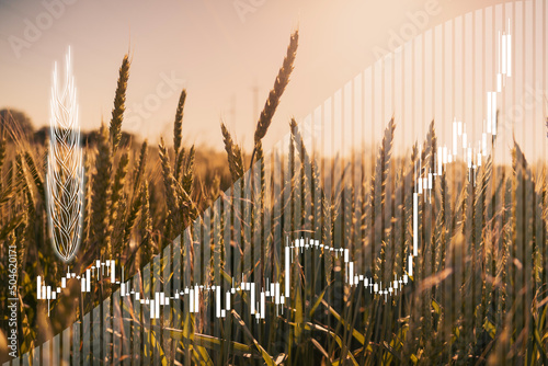 Price growth chart against the background of wheat ears.  photo