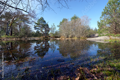 Franchard Pond il fontainebleau forest