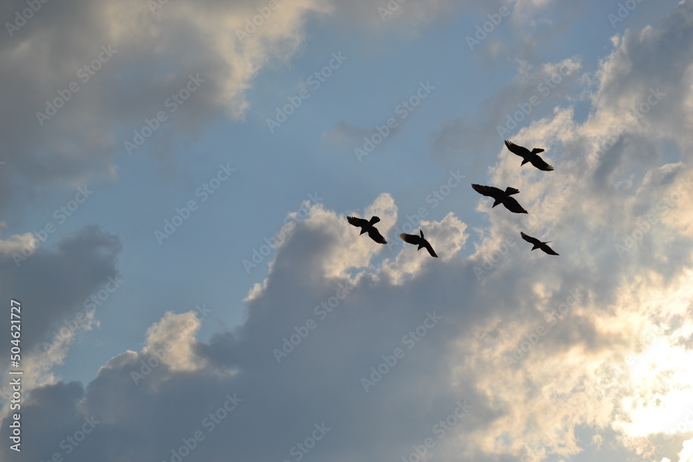 flock of birds flock of birds