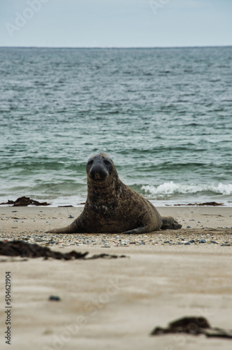 Seal on the beach with sea in the background © Ben T.