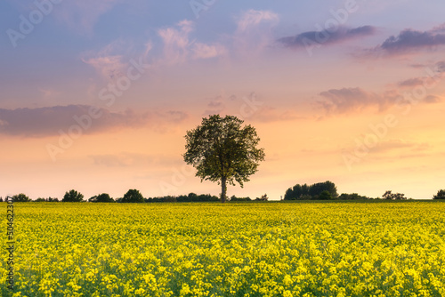 Baum im Rapsfeld bei Sonnenuntergang