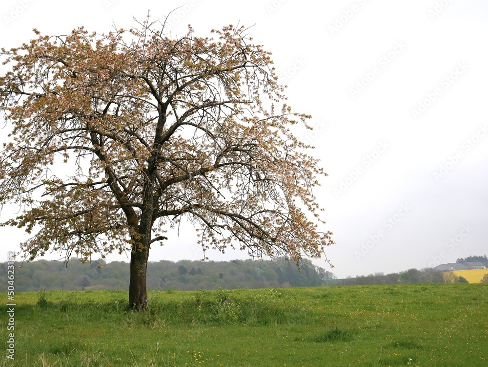Arbre bourgeonnant isolé dans la campagne au printemps Arbre bourgeonnant isolé dans la campagne au printemps