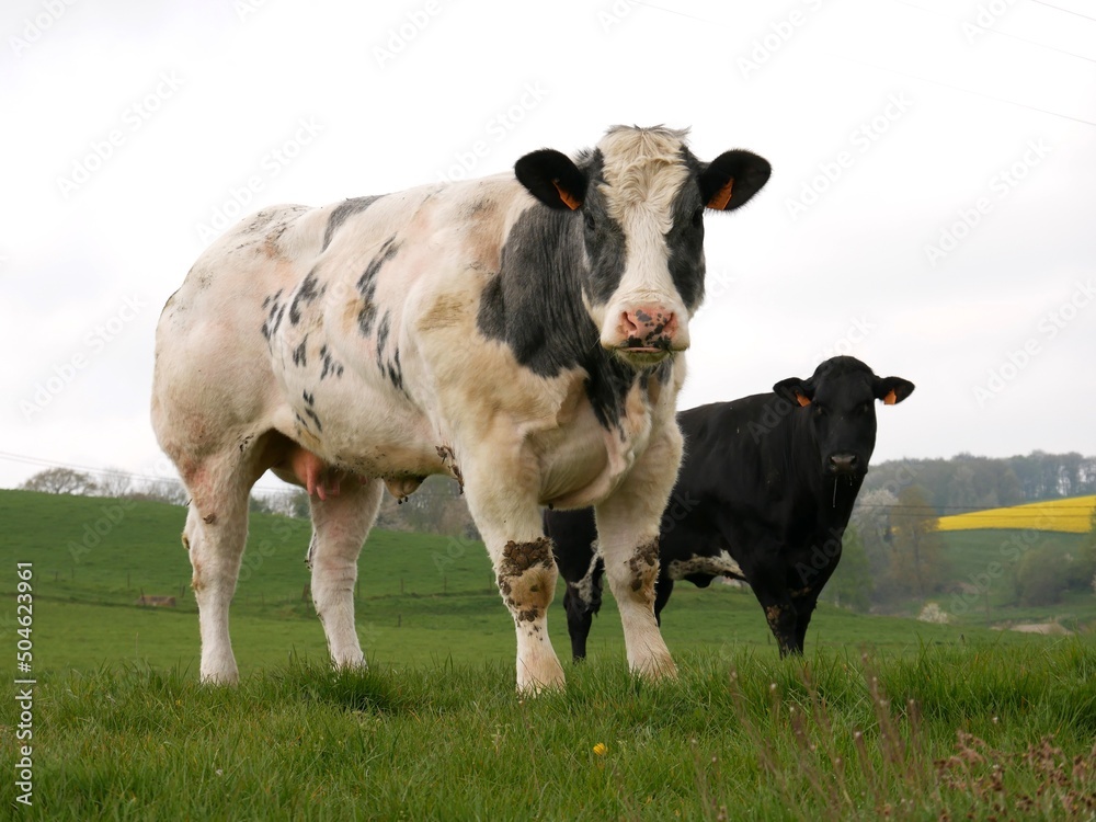 Deux vaches laitières dans une prairie